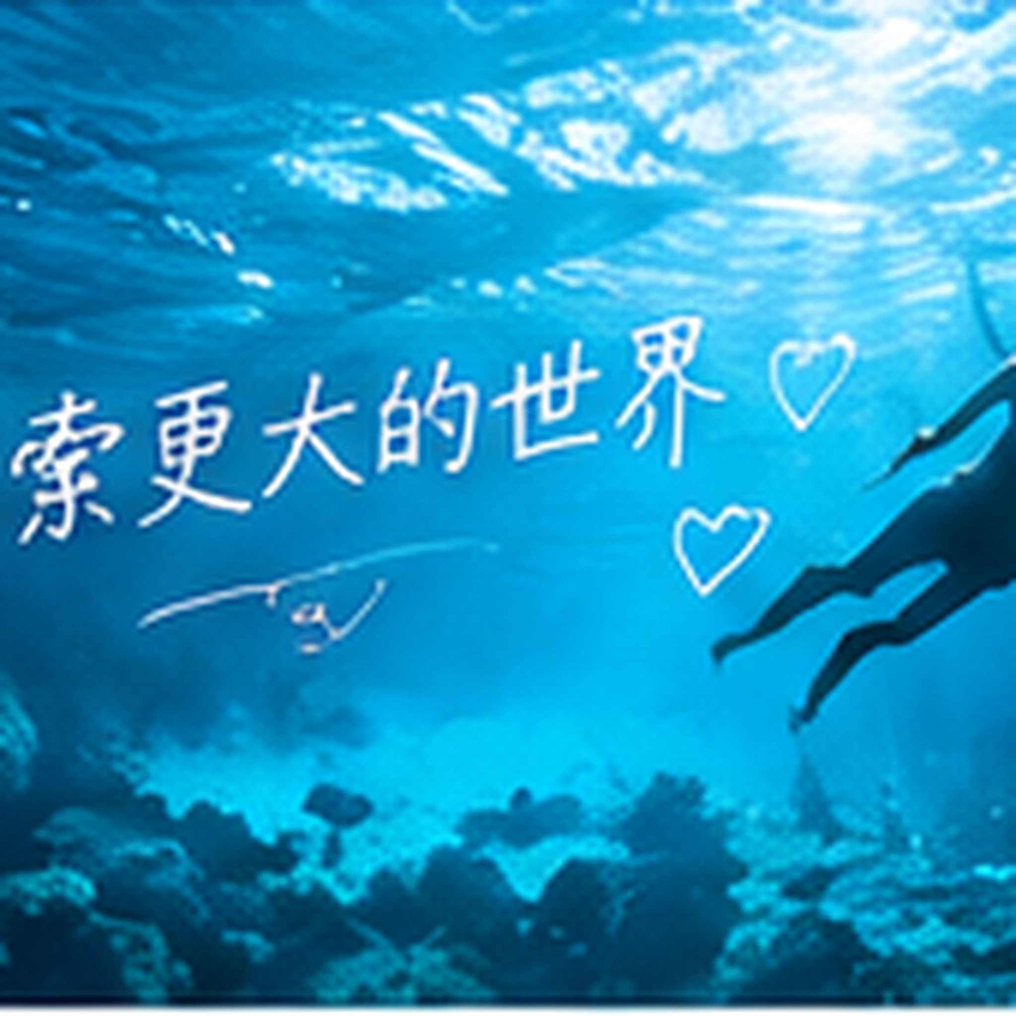 一只猫的窗边观察日记